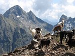 Salita al Monte Masoni il 25 luglio 08 - Percorso fotografico in FOTOGALLERY